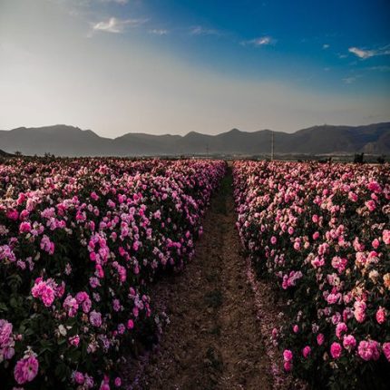 طرح توجیهی گل محمدی