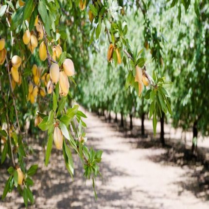 طرح توجیهی احداث باغ بادام