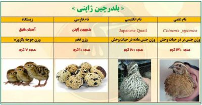 طرح توجیهی پرورش بلدرچین