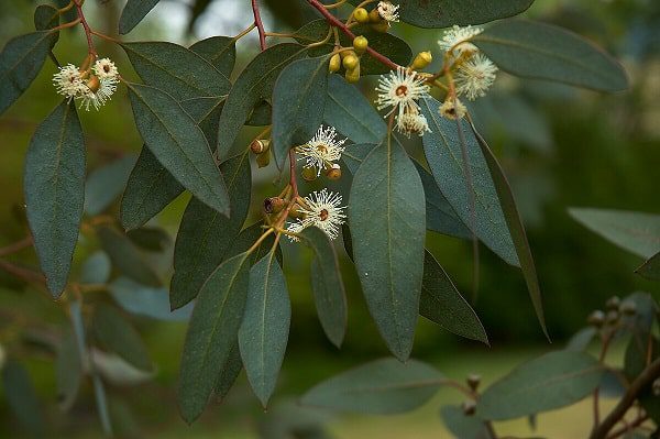 طرح توجیهی درخت اکالیپتوس